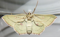 Traminda ocellata