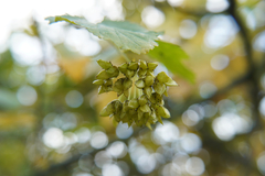 Physocarpus opulifolius
