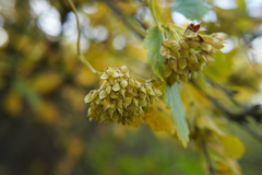 Physocarpus opulifolius