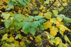 Physocarpus opulifolius