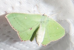 Traminda ocellata