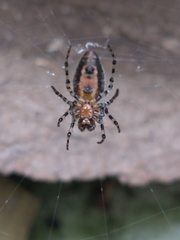 Alpaida gallardoi