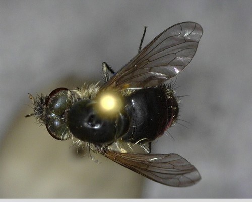 iNaturalist observation photo of Conophorini