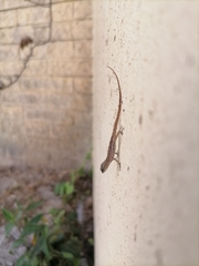 Anolis wattsii