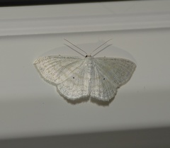 Scopula caricaria