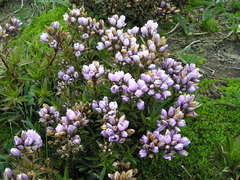 Gentianella foliosa
