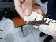 Anolis wattsii