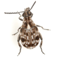 Neltumius texanus