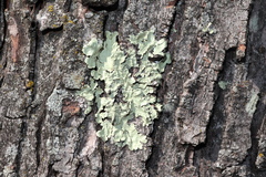 Crespoa crozalsiana