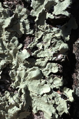 Crespoa crozalsiana