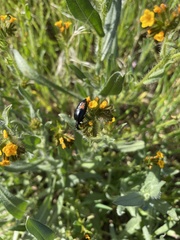 Lytta sublaevis