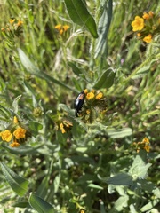 Lytta sublaevis