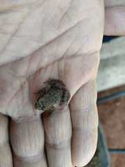 Eleutherodactylus cystignathoides