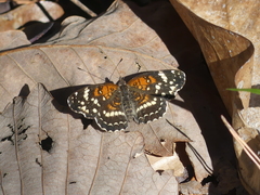 Anthanassa texana seminole