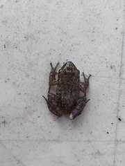 Eleutherodactylus cystignathoides