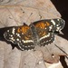 Mariposa Lunita Tejana - Photo (c) eamonccorbett, algunos derechos reservados (CC BY-NC), subido por eamonccorbett