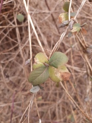 Lonicera caprifolium