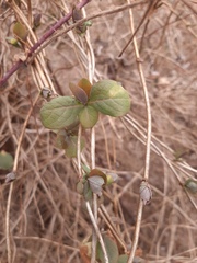 Lonicera caprifolium