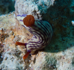 Hypselodoris whitei