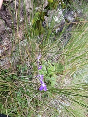 Lobelia preslii