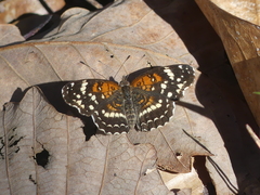 Anthanassa texana seminole