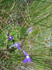 Lobelia preslii