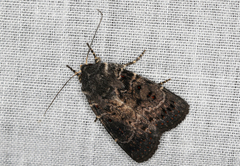 Proteuxoa rubripuncta