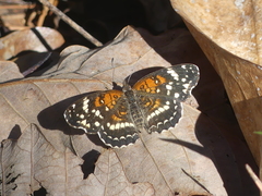 Anthanassa texana seminole