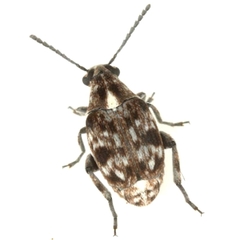 Neltumius texanus