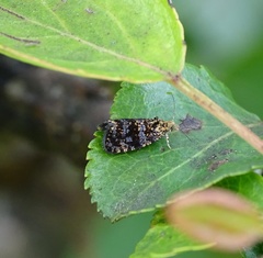 Selenodes karelica