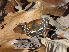Anthanassa texana seminole