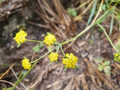 Bupleurum mundii