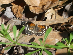 Anthanassa texana seminole