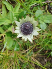 Alepidea thodei