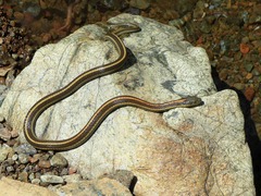 Thamnophis atratus
