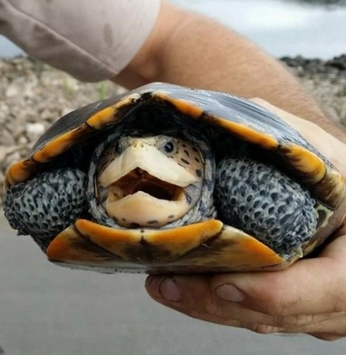 Diamondback Terrapin, Florida, US, photo 10 of 10