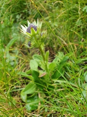 Alepidea thodei