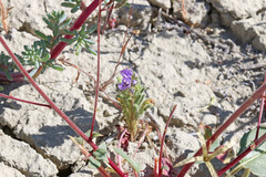 Phacelia corrugata