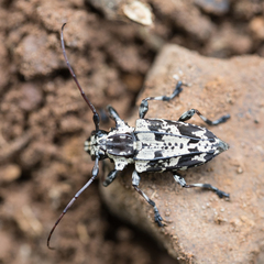 Steirastoma marmoratum