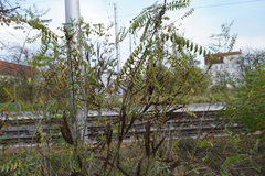 Amorpha fruticosa