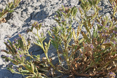 Phacelia corrugata