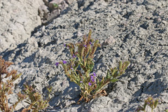 Phacelia corrugata