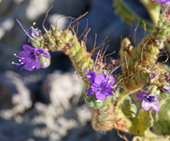 Phacelia corrugata