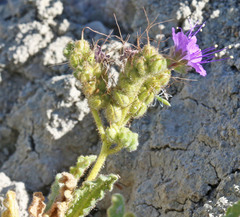 Phacelia corrugata