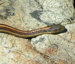 Thamnophis atratus
