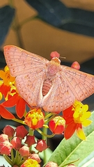 Emesis mandana