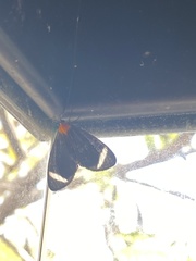 Hyalurga chthonophyle