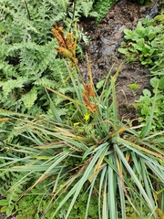 Carex subinflata