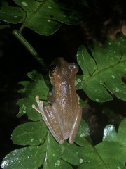 Osteocephalus fuscifacies