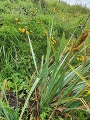 Carex subinflata
